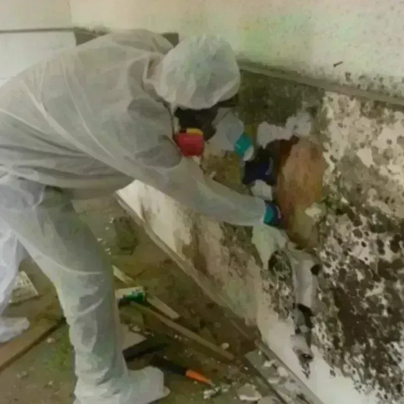 Mold Remediation and Removal in Wilmerding, PA